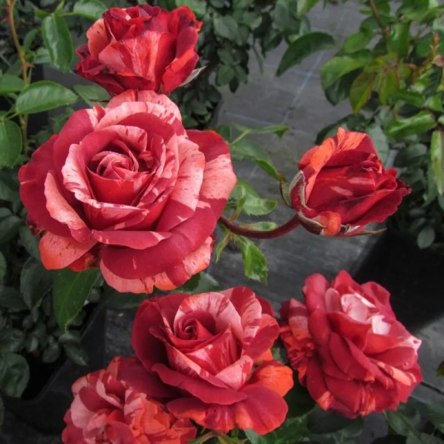 Tömvetelt virágú - Rózsa - Chocolate Ripples - online rózsa vásárlás