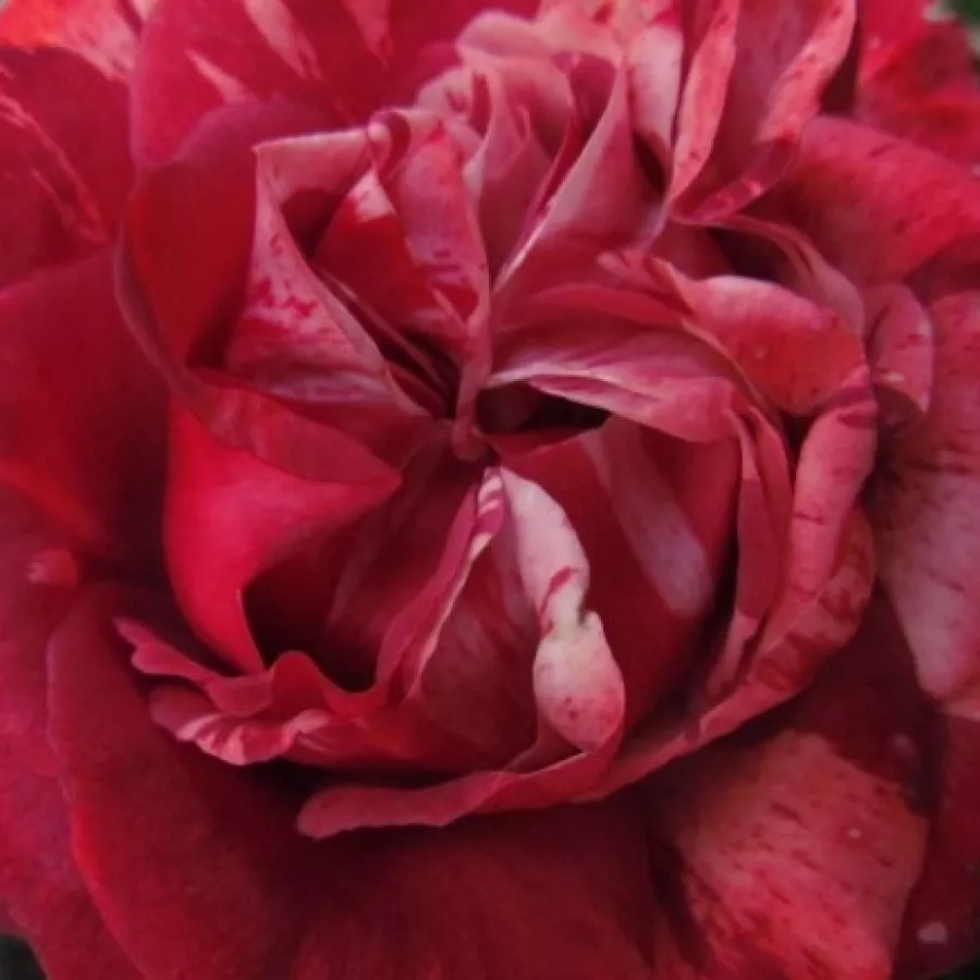 Nola M. Simpson - Rózsa - Chocolate Ripples - kertészeti webáruház