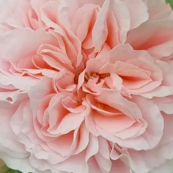 Rózsa rendelés online - középrózsaszín - nagyon gyenge, alig érezhető illatú rózsa - Bossa Nova - virágágyi floribunda rózsa - (75-105 cm)