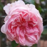 Rózsaszín - Rosa Bossa Nova - virágágyi floribunda rózsa - online rózsa vásárlás - nem illatos rózsa