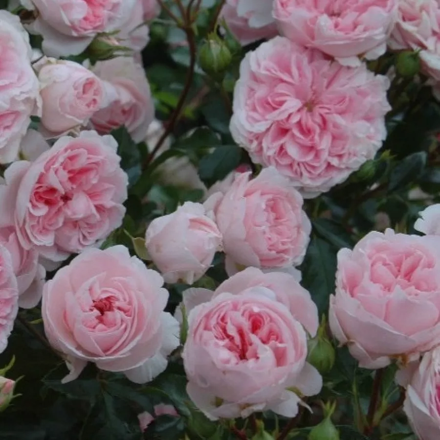 Vrtnica floribunda za cvetlično gredo - Roza - Bossa Nova - vrtnice - proizvodnja in spletna prodaja sadik
