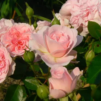 Rosa Bossa Nova - rózsaszín - virágágyi floribunda rózsa