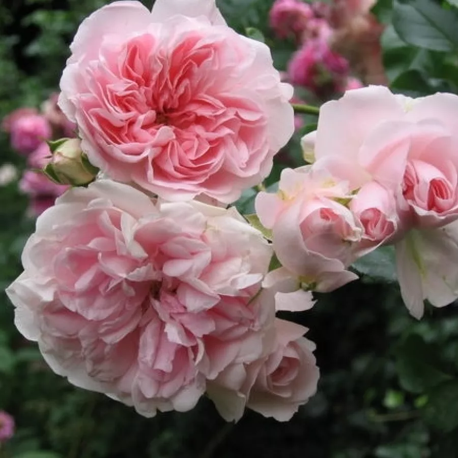 Tömvetelt virágú - Rózsa - Bossa Nova - online rózsa vásárlás