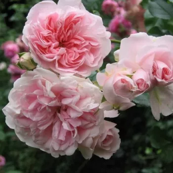 Jasnoróżowy - róża rabatowa floribunda   (60-100 cm)