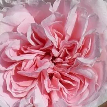 Online rózsa vásárlás - rózsaszín - virágágyi floribunda rózsa - nem illatos rózsa - Bossa Nova - (60-100 cm)
