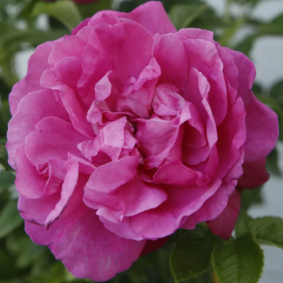 Parkrózsa - Rózsa - Pink Roadrunner - Online rózsa rendelés