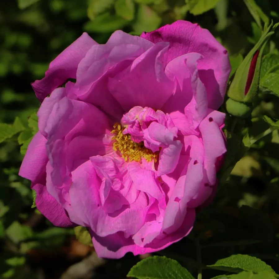 Rózsaszín - Rózsa - Pink Roadrunner - Online rózsa rendelés