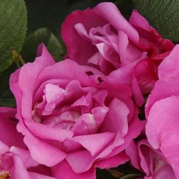 Rosa Pink Roadrunner - rózsaszín - parkrózsa