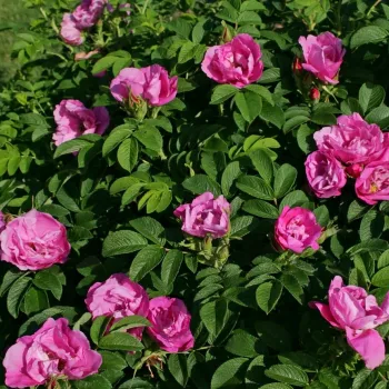 Rózsaszín - parkrózsa - intenzív illatú rózsa - vadrózsa