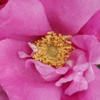 Online rózsa vásárlás - parkrózsa - rózsaszín - intenzív illatú rózsa - vadrózsa - Pink Roadrunner - (70-80 cm)