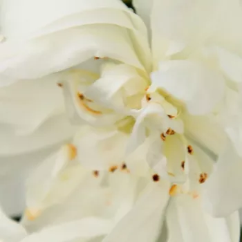 Online rózsa kertészet - fehér - rambler, kúszó rózsa - Bobbie James - intenzív illatú rózsa - alma aromájú - (250-700 cm)