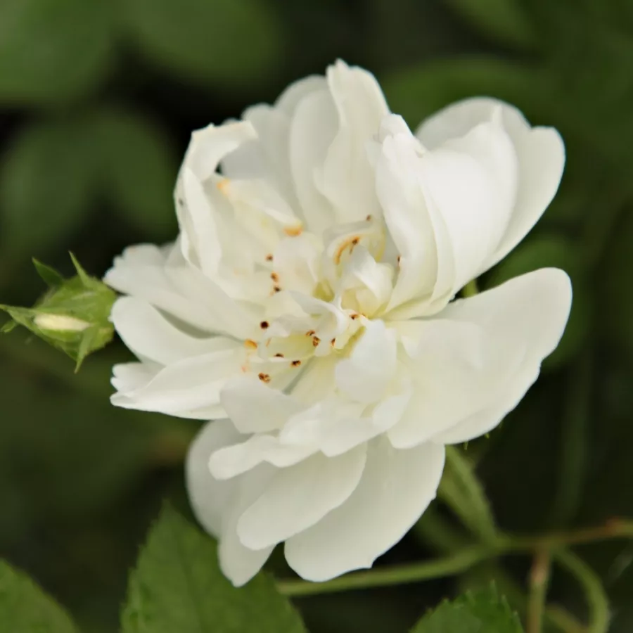 Róże pnące ramblery - Róża - Bobbie James - Szkółka Róż Rozaria