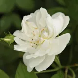 Rosales ramblers trepadores - blanco - rosa de fragancia intensa - manzana - Rosa Bobbie James - Comprar rosales online