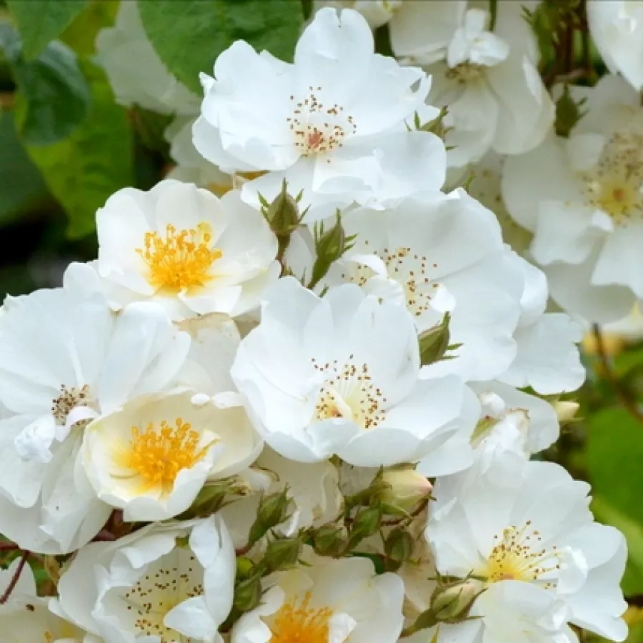 Biały - Róża - Bobbie James - Szkółka Róż Rozaria