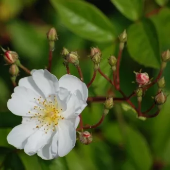 Rosa Bobbie James - biały - róże pnące ramblery
