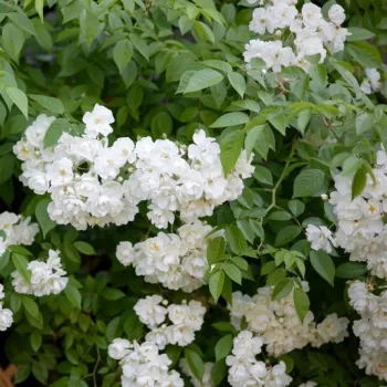 Kremowo-biały - róże pnące ramblery   (250-700 cm)