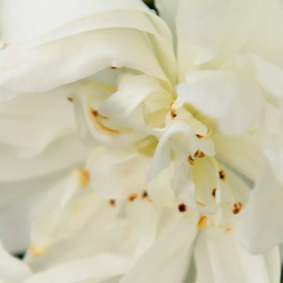 Rambler, Hybrid Multiflora, Hybrid Wichurana - Trandafiri - Bobbie James - Trandafiri online