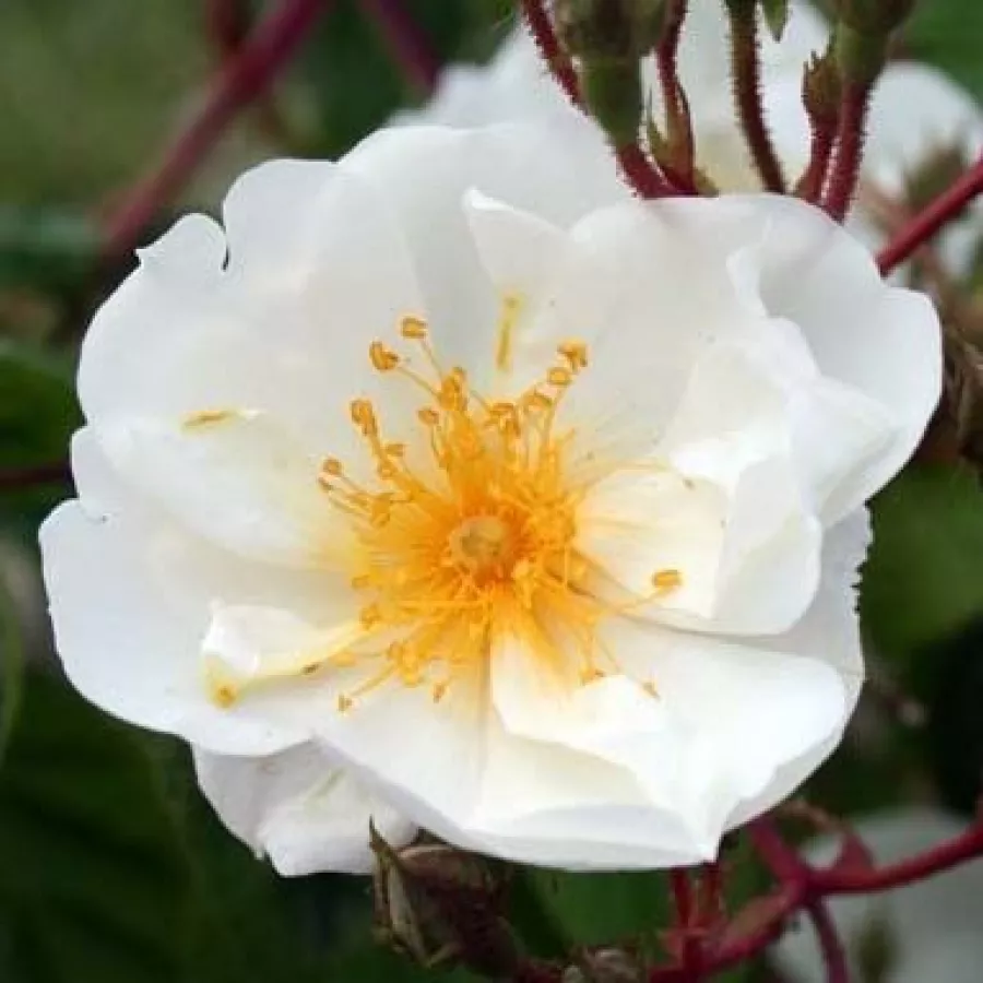Biely - Ruža - Bobbie James - 