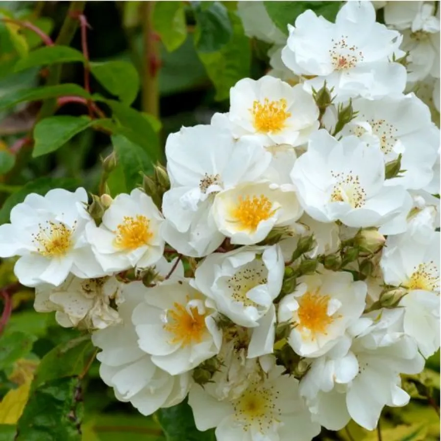 Apróvirágú - magastörzsű rózsafa - Rózsa - Bobbie James - Kertészeti webáruház