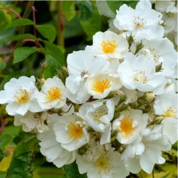 Rosa Bobbie James - fehér - magastörzsű rózsa - apróvirágú