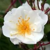 Stromčekové ruže - biely - Rosa Bobbie James - intenzívna vôňa ruží - aróma jabĺk