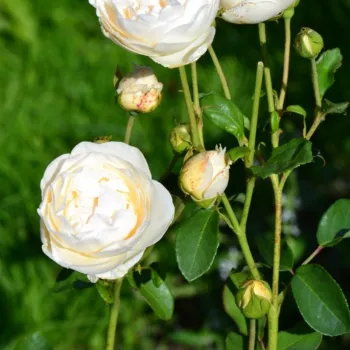 LA PETITE PAIR – krémszín virágágyi floribunda rózsa - Yamato