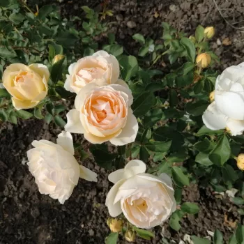 Meleg, lágy pezsgő -krém árnyalat, finom bézses tónussal. - virágágyi floribunda rózsa - közepes erősségű, jól érezhető illatú rózsa - gyümölcsös jegyekkel