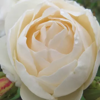 Rózsa rendelés online - krémszín - közepes erősségű, jól érezhető illatú rózsa - La Petite Pair - virágágyi floribunda rózsa - (100-140 cm)