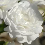 Weiß - bodendecker rose - rose mit diskretem duft - - - Rosa Xavier Beulin - rosen online kaufen