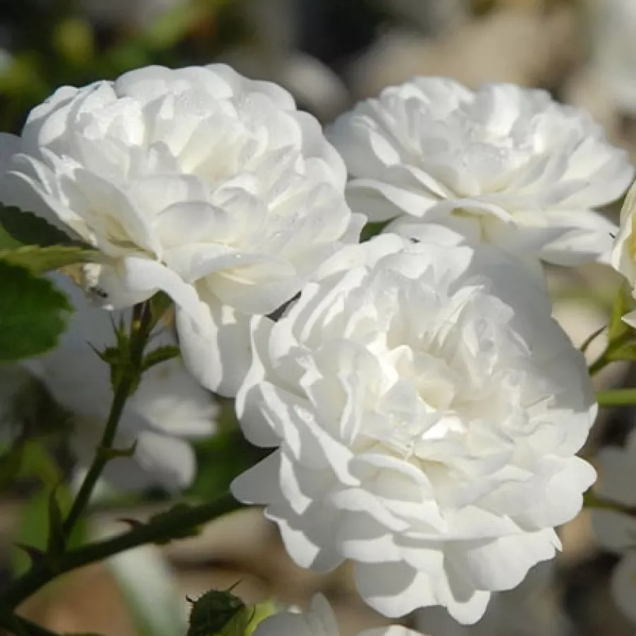 Talajtakaró rózsa - Rózsa - Xavier Beulin - kertészeti webáruház