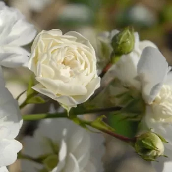 Rosa Xavier Beulin - bela - prekrovna vrtnica