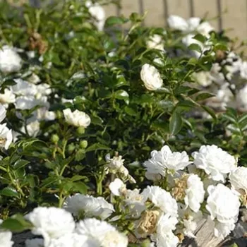 Weiß - bodendecker rose - rose mit diskretem duft - anisaroma