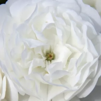 Rosen-webshop - weiß - bodendecker rose - rose mit diskretem duft - anisaroma - Xavier Beulin - (50- 60 cm)