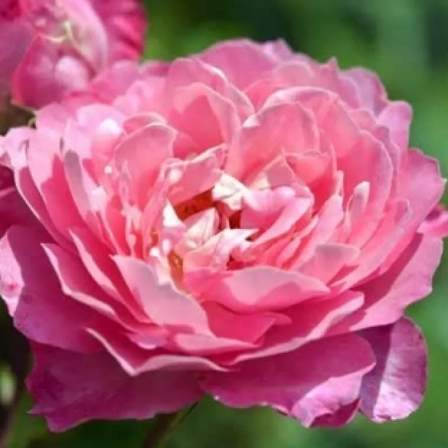 Virágágyi polianta rózsa - Rózsa - Gallerandaise - online rózsa vásárlás