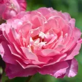 Rózsaszín - Rosa Gallerandaise - virágágyi polianta rózsa - online rózsa vásárlás - nem illatos rózsa