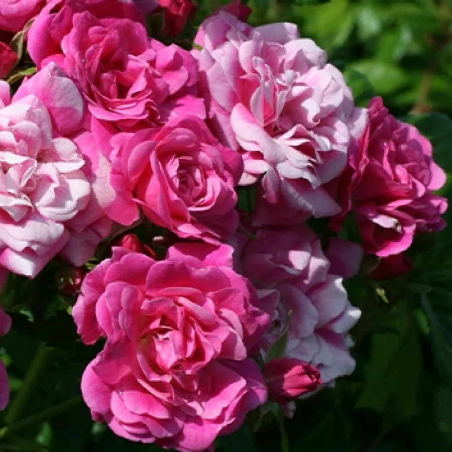 Róża rabatowa polianta - Róża - Gallerandaise - sadzonki róż sklep internetowy - online
