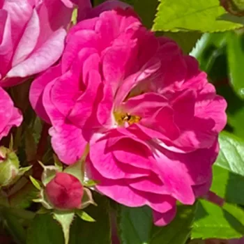 Rosa Gallerandaise - roza - vrtnica poliante za cvetlično gredo