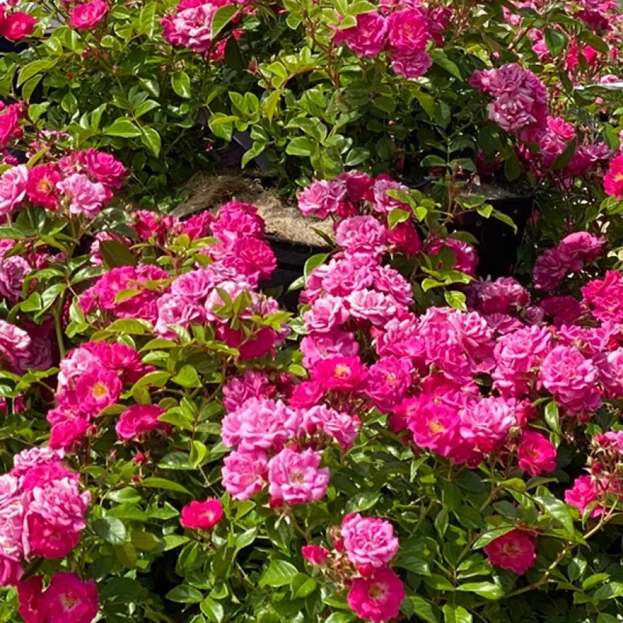 Félig telt virágú - Rózsa - Gallerandaise - online rózsa vásárlás