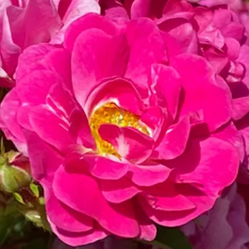 Rosen Online Gärtnerei - beetrose polyantha - rose ohne duft - Gallerandaise - rosa - (40-60 cm)
