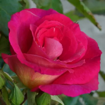 VILLE DE COURBEVOIE – rózsaszín virágágyi floribunda rózsa - Rateau