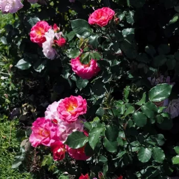 Középrózsaszín külső szirmok finom, világosabb belső árnyalattal. - virágágyi floribunda rózsa - nagyon gyenge, alig érezhető illatú rózsa - illatjellemzés nem áll rendelkezésre