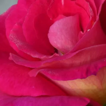 Online rózsa kertészet - rózsaszín - nagyon gyenge, alig érezhető illatú rózsa - Ville de Courbevoie - virágágyi floribunda rózsa - (70-110 cm)