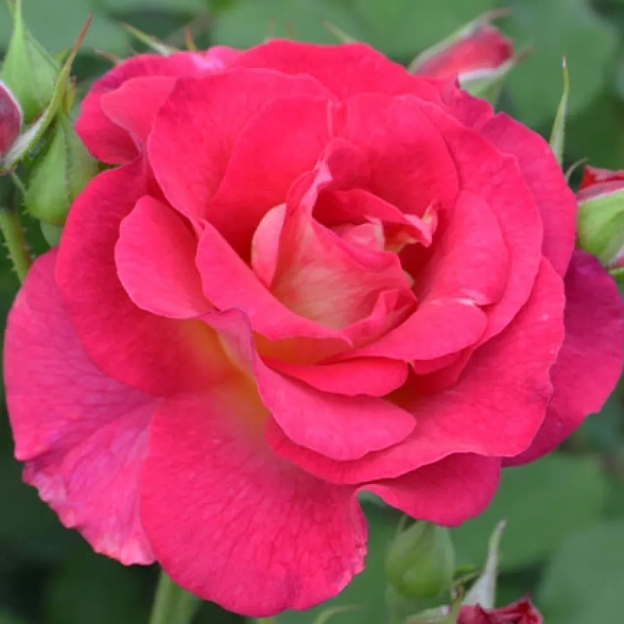 Virágágyi floribunda rózsa - Rózsa - Ville de Courbevoie - online rózsa vásárlás