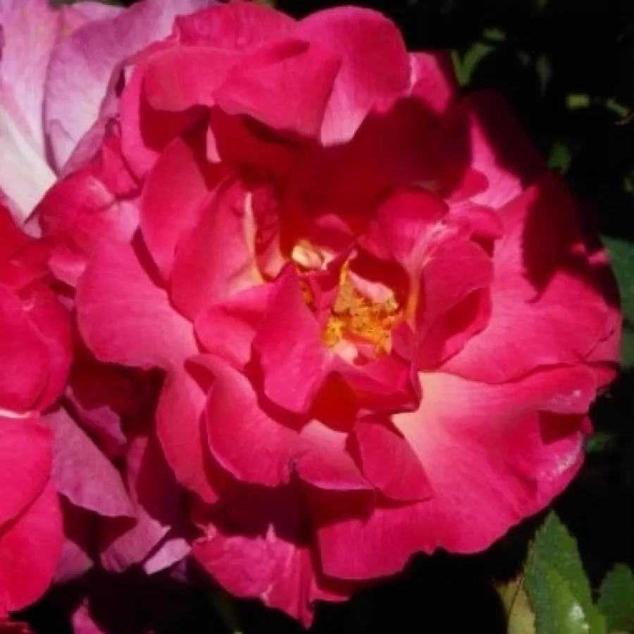 Vrtnica floribunda za cvetlično gredo - Roza - Ville de Courbevoie - vrtnice online