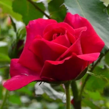 ABBAYE DE BEAULIEU – himbeerrosa Teehybriden-Rose - Rateau