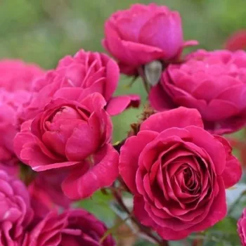 Mitteltiefes Himbeerrosa mit feinem Zyklamenton. - teehybride rose - stark, langanhaltend duftende rose - reiches aroma