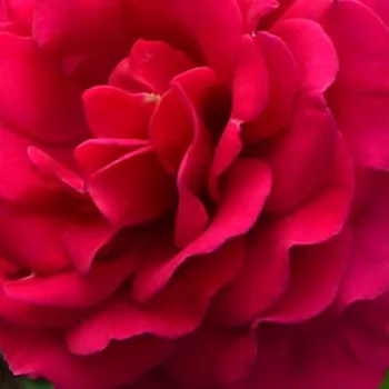 Der rosen-webshop. - himbeer-rosa - stark, langanhaltend duftende rose - Abbaye de Beaulieu - teehybride rose - (80-120 cm)
