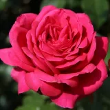 Edelrosen - teehybriden - rose mit intensivem duft - honigaroma - rosen onlineversand - Rosa Abbaye de Beaulieu - rosa