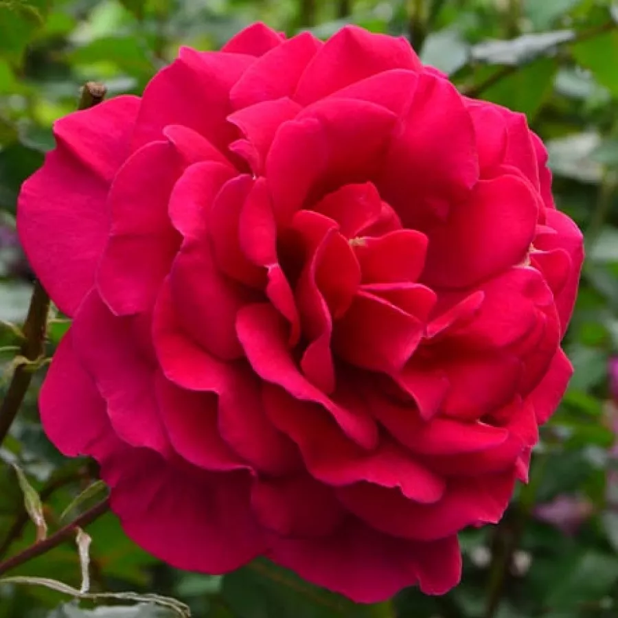 Hibridna čajevka - Ruža - Abbaye de Beaulieu - sadnice ruža - proizvodnja i prodaja sadnica
