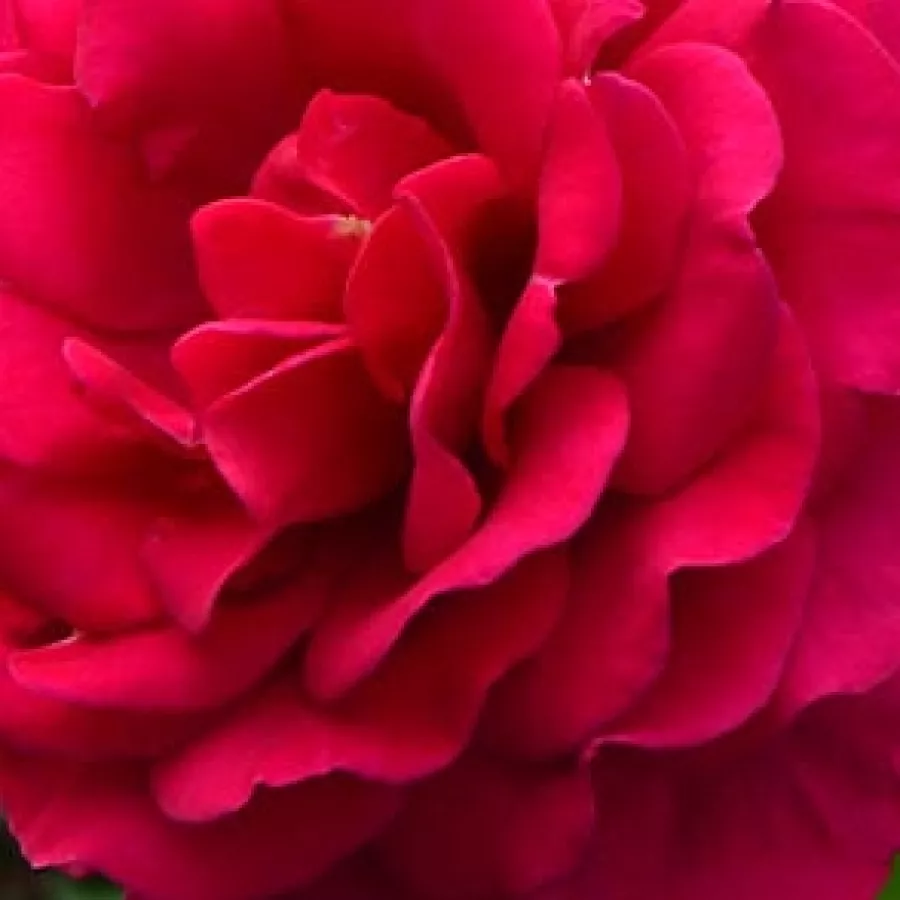 Csúcsos - Rózsa - Abbaye de Beaulieu - online rózsa vásárlás